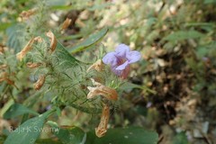 Strobilanthes integrifolia